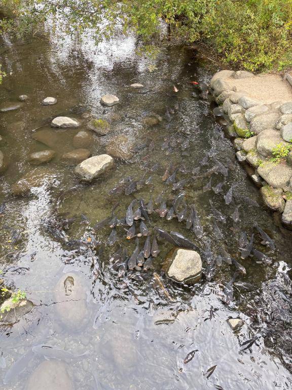 チノさん　写メ画像